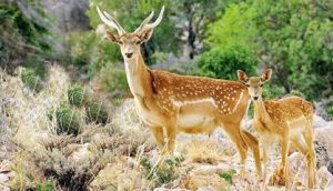 تامین آب مورد نیاز گوزن‌های زرد ایرانی در کرخه