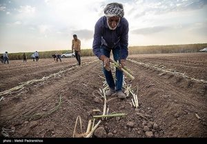 تصاویر کشت نیشکر در خوزستان