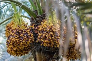 پایان برداشت خرما در شهرستان حمیدیه