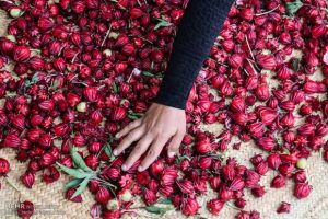 برداشت ۸۰ تن چای ترش از مزارع خوزستان