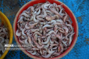 پرورش میگوی آب شور یکی از ظرفیت‌های سرمایه‌گذاری در خوزستان است