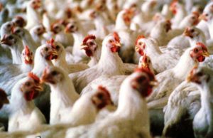 مجوز ساخت ۶۰۰ واحد مرغداری در خوزستان صادر شد