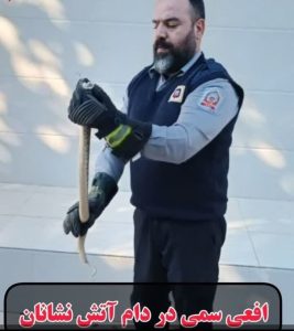 زنده گیری مار افعی سمی در دزفول