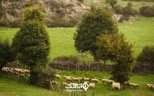 سفر به شهر بره سر