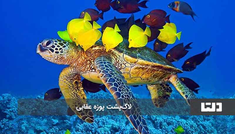 عجایب هفتگانه قشم عجایب هفتگانه قشم