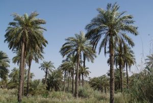 «جزیره مینو» جلوه‌ای از نخل و نیزار و نبرد مقدس