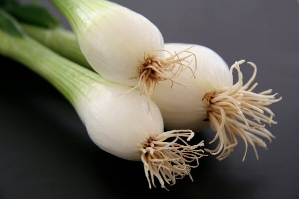 خواص درمانی پیازچه برای سلامت قلب و تقویت استخوانها خواص درمانی پیازچه برای سلامت قلب و تقویت استخوانها