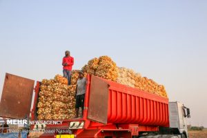 محکومیت قاچاقچی پیاز در خرمشهر