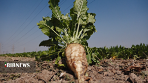 پیش بینی برداشت بیش از یک میلیون تن چغندر قند در خوزستان