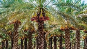 اجرای طرح احیا نخیلات در خوزستان