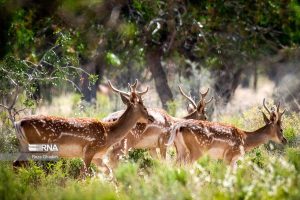 خوزستان‌ امید نجات گوزن زرد ایرانی