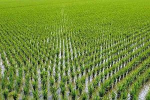 ساماندهی کشت شلتوک در حوضه آبریز کرخه و مارون انجام می‌شود