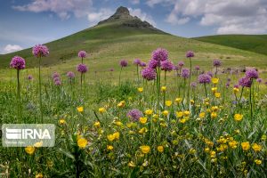 خوزستان رتبه نخست تولید گیاهان دارویی کشور را دارد