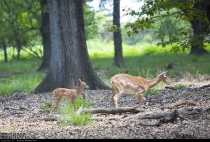 تولد نخستین گوساله‌ گوزن زرد ایرانی در پارک ملی کرخه