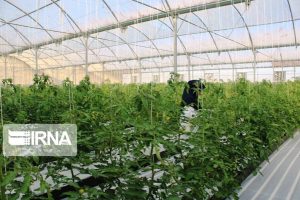 بی توجهی به آینده‌پژوهی موجب اتلاف سرمایه و کاهش بهره‌وری کشاورزی شده است