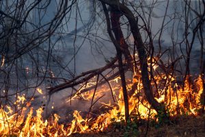 ۶۳ عملیات مهار آتش طی ۷۲ ساعت در شوش انجام شد