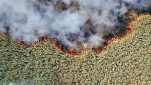 خسارت به ۵۰۰ هکتار از پوشش گیاهی تالاب هورالعظیم