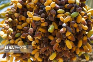 پیش‌بینی برداشت بیش از ۱۶ هزار تن خارک و رطب در آبادان