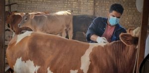 واکسیناسیون دام های سنگین هفتکل در برابر تب مالت