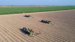 آغاز کشت نیشکر در خوزستان