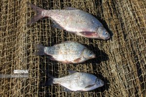 صید قانونی ماهی در دزفول آزاد شد