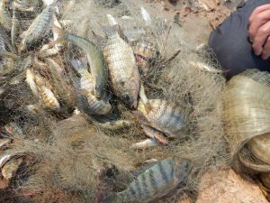 آفت تیلاپیا درحال پراکنش در پهنه‌های آبی خوزستان