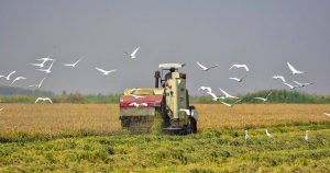 پیش بینی برداشت ۷۰۰ هزار تن شلتوک از مزارع خوزستان