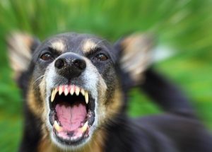 آشنایی دامداران و روستائیان گتوند با بیماری هاری