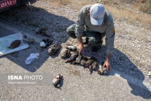 دستگیری ۱۱ شکارچی متخلف در تالاب هورالعظیم