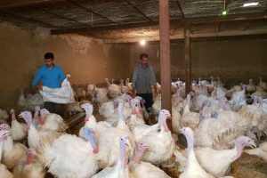 حمایت از پرورش دهندگان بوقلمون در دزفول