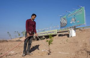 کاشت ۳ هزار اصله نهال؛ گام سبز نیشکر فارابی به سوی آینده‌ای پاک تر