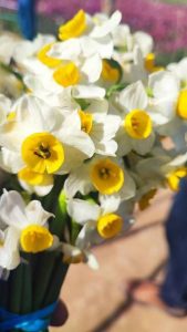 برداشت گل از مزارع روستای شبیشه حمیدیه