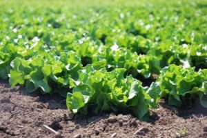 صادرات بیش از ۹ هزار تن کاهو از دزفول به روسیه