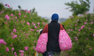 برداشت گل محمدی در شهرستان کارون