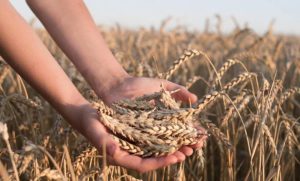 پیش بینی برداشت بیش از ۹۰ هزار تن گندم در حمیدیه 