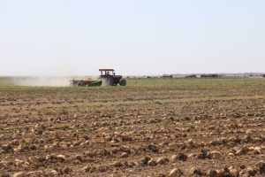 رشد ۳۴ درصدی کشت چغندر قند در مزارع نیشکر توسعه نیشکر خوزستان