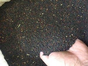 خرید ۵۳ هزار تن کلزا از کشاورزان خوزستان