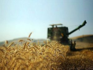 برداشت و خریداری بیش از ۶۲۰ هزار تن گندم و چغندرقند در خوزستان