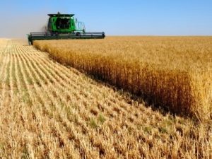 دستور ویژه استاندار خوزستان برای حل مشکلات کلزاکاران و گندمکاران استان   