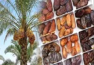 ضرورت توسعه اقتصادی در ۲ زنجیره ارزش شیلات و خرما در خوزستان