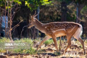 پارک ملی کرخه در انتظار تولد گوزن‌های زرد ایرانی