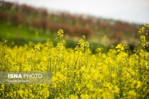 خرید ۵۳ هزار تن کلزا از کشاورزان خوزستان