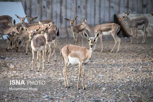 هشدار خطر حمله سگ‌های گله به حیات وحش در فصل زادآوری