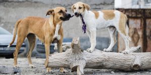 تاکید فرماندار شادگان بر جمع آوری سگ‌های بلاصاحب