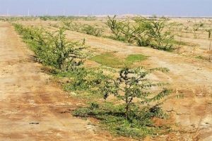 کمربند سبز در شهر‌های متأثر از گردوغبار اجرا شود