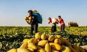 آغاز برداشت هندوانه و خربزه در هندیجان