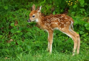 امیدواری به بقای گوزن زرد ایرانی با تولد گوساله ای دیگر در کرخه