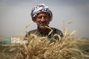 رشد ۶۰ درصدی خرید گندم از کشاورزان ماهشهری