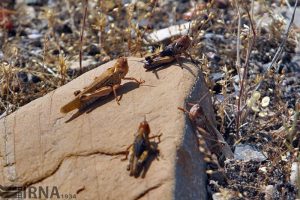 طغیان آفات «ملخ گورخری» تهدیدی برای جنگل‌های دزفول نیست