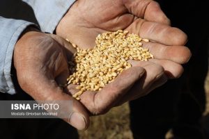 خرید تضمینی گندم در خوزستان به ۹۵۸ هزار تن رسید